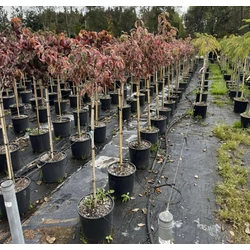 Virágos som  CORNUS FLORIDA CHEROKEE DAYBREAK T1/2 K18