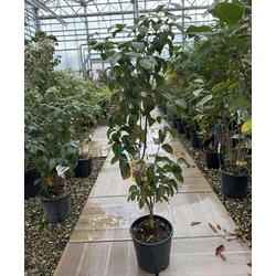 Virágos som  CORNUS FLORIDA RUBRA 60/80 K10