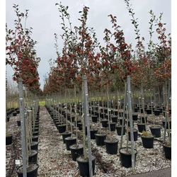 Fénylő levelű galagonya   CRATAEGUS CARRIEREI T200 8/10 K30