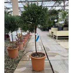 Törpe japán szugifenyő   CRYPTOMERIA JAPONICA GLOBOSA NANA T1/4 K9