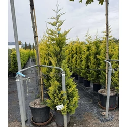 Arany lombú leyland ciprus  CUPRESSOCYPARIS LEYLANDII GOLD RIDER 125/150 K15