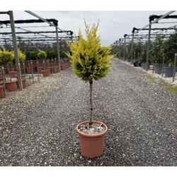 Arany lombú leyland ciprus  CUPRESSOCYPARIS LEYLANDII GOLD RIDER T1/4 K9