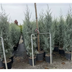 Oszlopos, kék arizoniai ciprus  CUPRESSUS ARIZONICA FASTIGIATA 175/200 K18