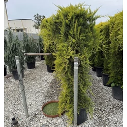 Arany monterey ciprus   CUPRESSUS MACROCARPA AUREA PENDULA 150/175 K35