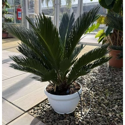 Szágópálma    CYCAS REVOLUTA K6
