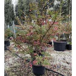 Szárnyas kecskerágó   EUONYMUS ALATUS 80/100 K25