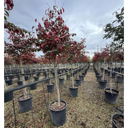 Szárnyas kecskerágó   EUONYMUS ALATUS COMPACTUS T1/2 K18