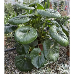 Japán lapulevél FARFUGIUM JAPONICUM K12