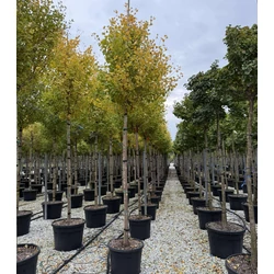 Oszlopos páfrányfenyő    GINKGO BILOBA EIFFEL T200 12/14 K70