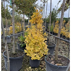 Páfrányfenyő     GINKGO BILOBA FASTIGIATA BLAGON 80/100 K18