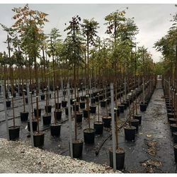 Bugás csőrgőfa KOELREUTERIA PANICULATA T200 K18