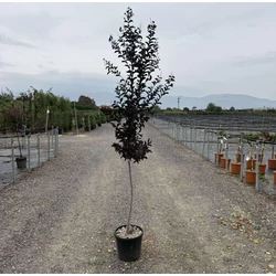 Kínai selyemmirtusz    LAGERSTROEMIA INDICA RASPBERRY SORBET T1/2 K15