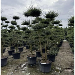 Aprólevelű fagyal    LIGUSTRUM JONANDRUM POM-PON S-FORMA K110