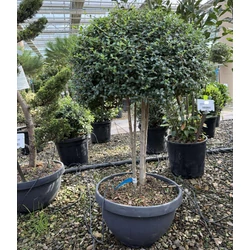 Aprólevelű fagyal  LIGUSTRUM JONANDRUM TÖBBTÖRZSES K25