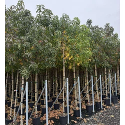 Amerikai ámbrafa   LIQUIDAMBAR STYRACIFLUA T200 6/8 K18