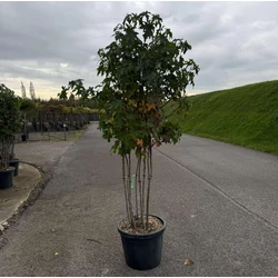 Amerikai ámbrafa  LIQUIDAMBAR STYRACIFLUA TÖBBTÖRZSES K35