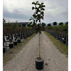 Liliomfa    MAGNOLIA BLACK TULIP T1/2 K18