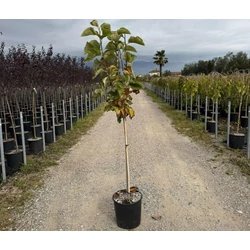 Sárga liliomfa    MAGNOLIA ACUMINATA YELLOW BIRD T1/2 K18