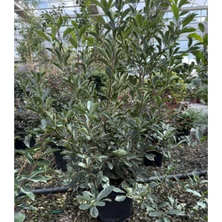 Örökzöld korallberkenye   PHOTINIA FRASERI PINK MARBLE 80/100 K15