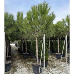 Mandulafenyő     PINUS PINEA T160 20/25 K90