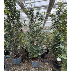 Perzsafa     PARROTIA PERSICA 175/200 K30