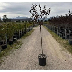 Vérszilva    PRUNUS CERASIFERA PISSARDI T1/2 K18