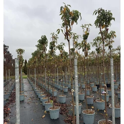 Oszlopos díszcseresznye    PRUNUS SERRULATA AMANOGAWA T200 10/12 K30