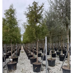 mocsáriciprus    TAXODIUM DISTICHUM T200 16/18 K130