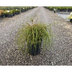 Fonalas tuja THUJA PLICATA WHIPCORD K10