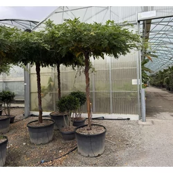 Japán lilaakác   WISTERIA FLORIBUNDA MACROBOTRYS TETŐ FORMA K180