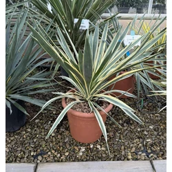 Pompás pálmaliliom    YUCCA GLORIOSA VARIEGATA K12