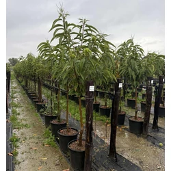Szelídgesztenye  CASTANEA SATIVA BOUCHE DE BETIZAC T1/2 K35