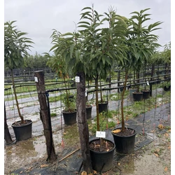 Szelídgesztenye  CASTANEA SATIVA MARRON DE LYON T1/2 K35
