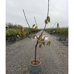 Törpe cseresznye PRUNUS AVIUM NANA GARDEN BING T1/4 K10