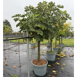 Füge Ficus carica FICUS CARICA FAJTÁK T1/2 18/20 K70