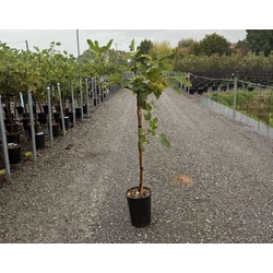 Füge  FICUS CARICA BROWN TURKEY T1/2 K6