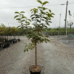 Datolyaszilva  DIOSPYROS KAKI CIOCCOLATINO T1/4 K10