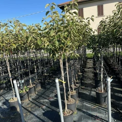 Datolyaszilva  DIOSPYROS KAKI JIRO T1/2 K12