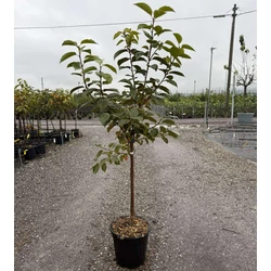 Datolyaszilva  DIOSPYROS KAKI ROYO BRILLANTE T1/4 K10