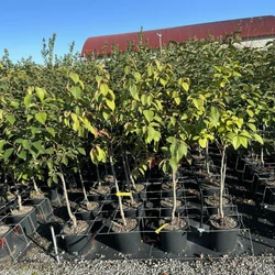Datolyaszilva  DIOSPYROS KAKI TIPO T1/4 K10