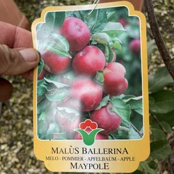 Ballerina alma  MALUS BALLERINA MAYPOLE 175/200 K15