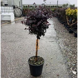 Kínai rojtosvirág   LOROPETALUM CHINENSIS BLACK PEARL T1/4 K9