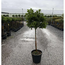 Japán azálea           AZALEA JAPONICA T1/2 K7