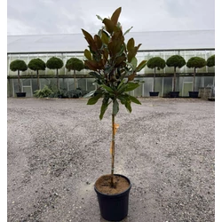 Örökzöld liliomfa    MAGNOLIA GRANDIFLORA LITTLE GEM T1/2 K9