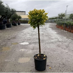 Japán kecskerágó   EUONYMUS JAPONICUS ELEGANTISSIMUS AUREUS T1/4 K9            