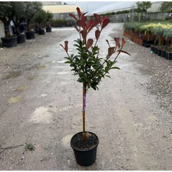 Örökzöld korallberkenye PHOTINIA FRASERI RED ROBIN T1/4 K9           