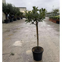 Örökzöld korallberkenye PHOTINIA FRASERI PINK MARBLE T1/4 K9