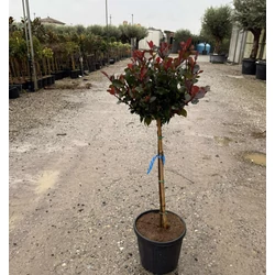 Örökzöld korallberkenye   PHOTINIA FRASERI LITTLE RED ROBIN T1/4 K7