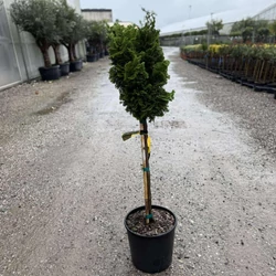 Hinoki hamisciprus    CHAMAECYPARIS OBTUSA NANA GRACILIS T1/4 K9