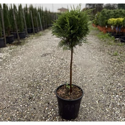 Leyland ciprus    CUPRESSOCYPARIS LEYLANDII T1/4 K9